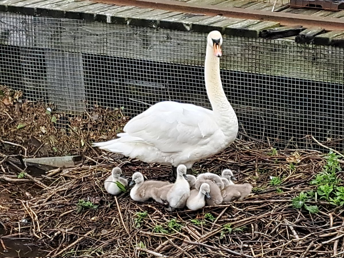 LesWils46219697's tweet image. This lovely sight, seen on a morning dog walk by the Water of Leith. Here's  to another successful breeding season.