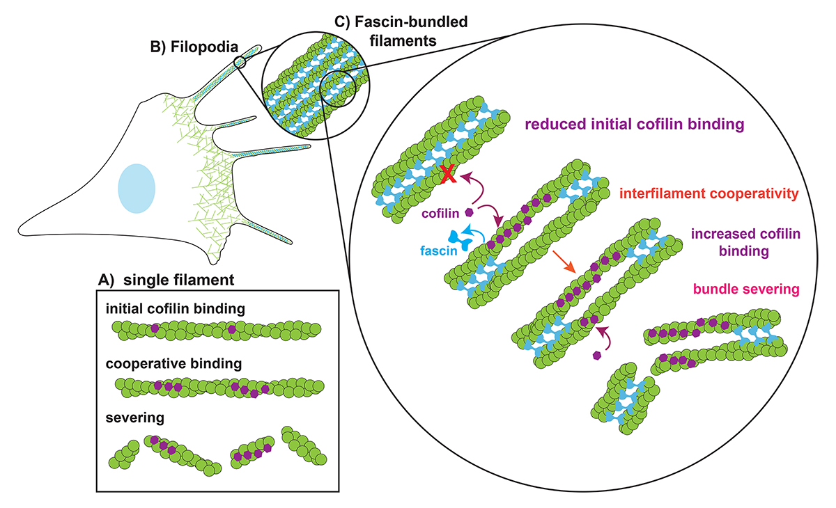 Work by @Romet_Jegou_lab (hubs.la/Q02xg06X0) provides a detailed in vitro analysis of the steps involved in fragmenting fascin-bundled #actin filaments &amp; proposes a novel mechanism for severing two-filament bundles. Spotlight from Kadzik &amp; Kovar: hubs.la/Q02xg3zQ0
