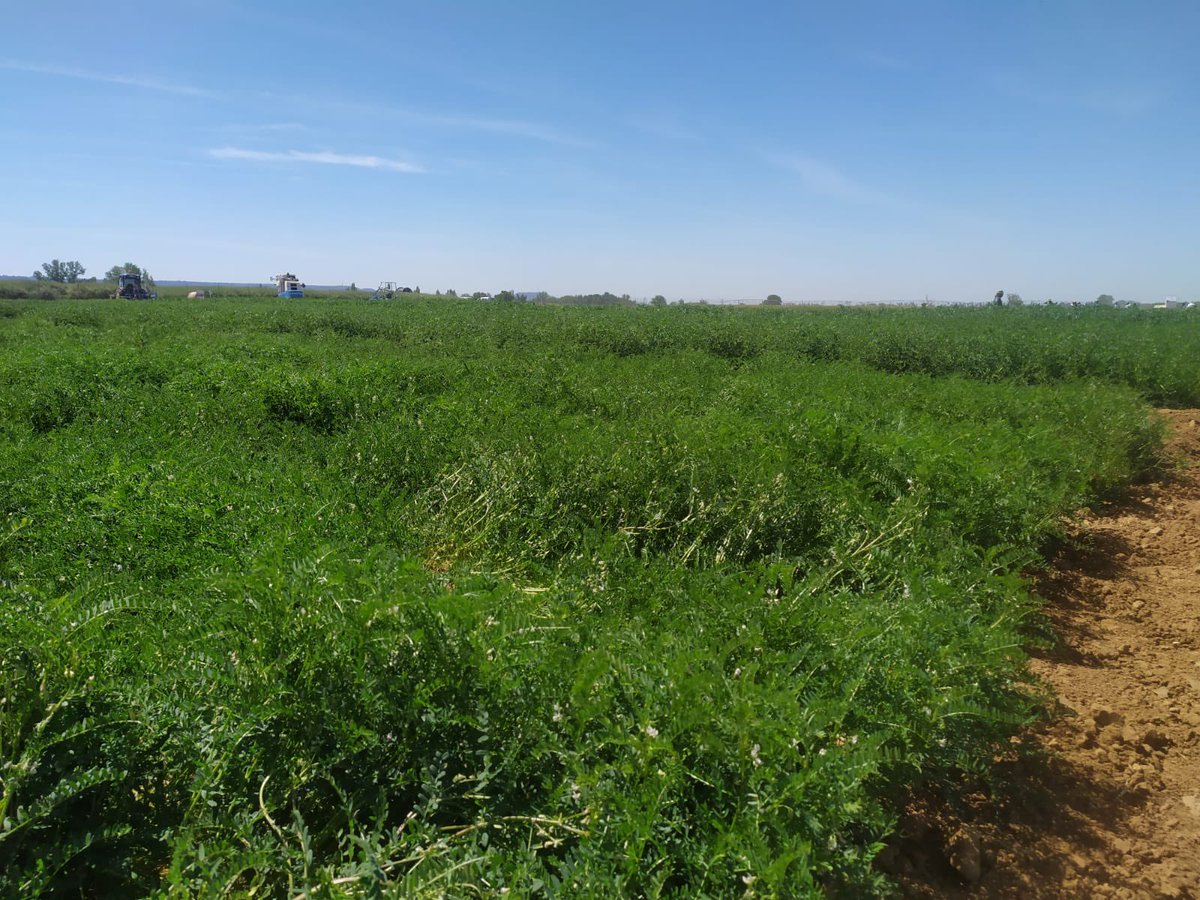 Una de las mejores jornadas de campo en 🇪🇸, la realizada hoy en Zamadueñas (Valladolid) Un grupo de #ensayos muy completo con todo tipo de cultivos, innovaciones, tecnologías y/o manejo A destacar: la #trascendencia de las #LEGUMINOSAS Enhorabuena @GENVCE @ITACYL @INIA_es @oevv