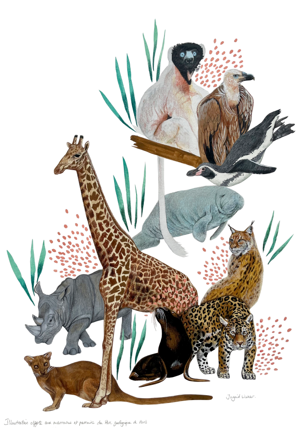 zoodeparis's tweet photo. 🌱 Parrainer un animal, c’est contribuer à la sauvegarde des espèces et à la conservation de la biodiversité. 
👩‍🎨 Découvrez les espèces  parrainables du zoo à travers l'illustration de la dessinatrice  naturaliste Ingrid Winkler.
👉https://t.co/uGSQkxLBi9 https://t.co/dk61yPvSRu