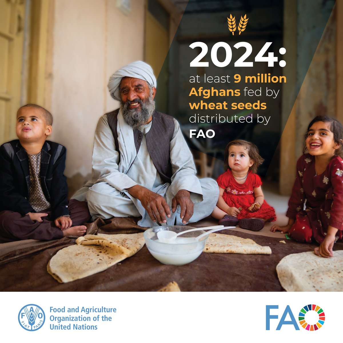 27% of Afghans remain in food crisis or emergency: ipcinfo.org. Food assistance needed, but less, showing #AgricultureCan improve food self-sufficiency through a locally-driven, climate-smart strategy. FAO's wheat seed distribution has helped! #InvestinAgriculture