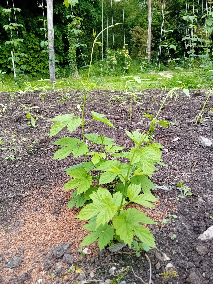 Our newly planted Chinook hops are looking great for a first year plant. I wasn't expecting to have to string them this year, but the combination of heat and rain is really driving them on. #Ballykilcavan #Laois #IrishHops