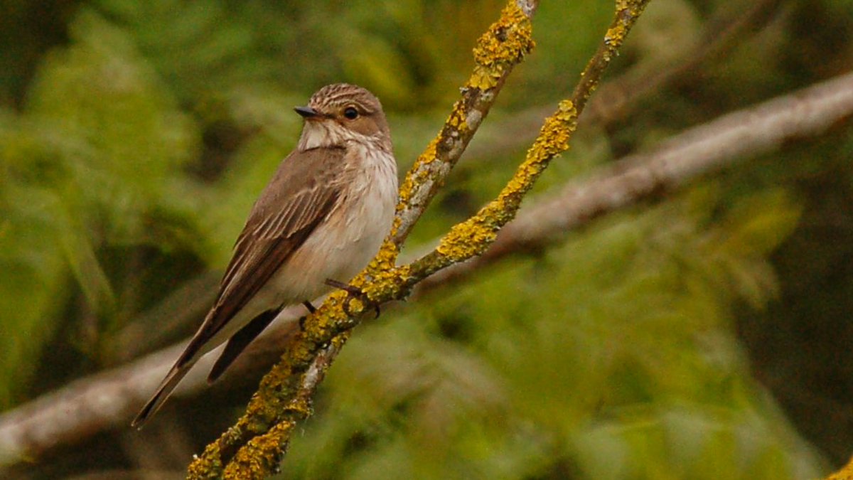 One of a pair of flycatchers spotted in Botton today @teesbirds1 @nybirdnews @WhitbyNats