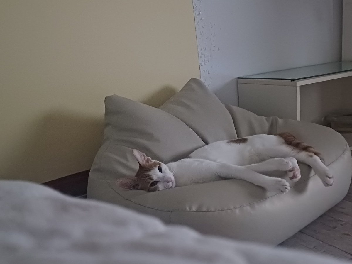 사랑이 미미 행복이+행운이^^
이제 4마리 이동장에 잘 들어가지 않아서 심장사상충 예방하러 병원가기도 어려워요
유도해서 3마리는 이동장에 
미미는 안아서 겨우 병원 다녀왔어요
이제 만 1년이 되어가는데 애기들 입양 가능할까요?