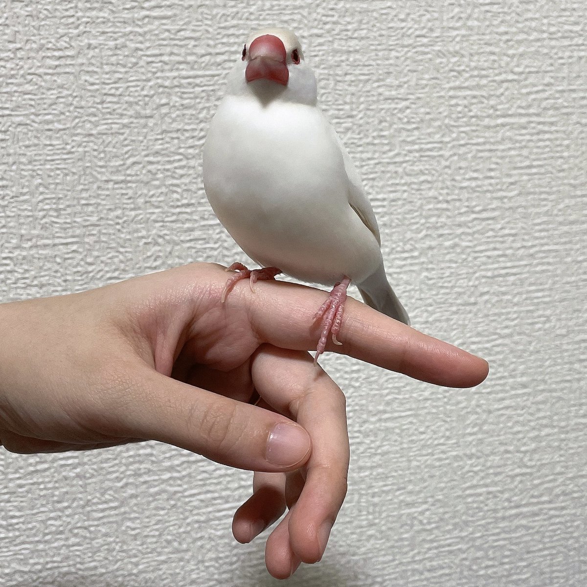 goma_shio_japan's tweet photo. 文鳥を手に乗せるとき指はこう👉なりがちですが、👉ってなった時に指を噛みにくる子がいたんですよ…笑 https://t.co/An8EPoCykr