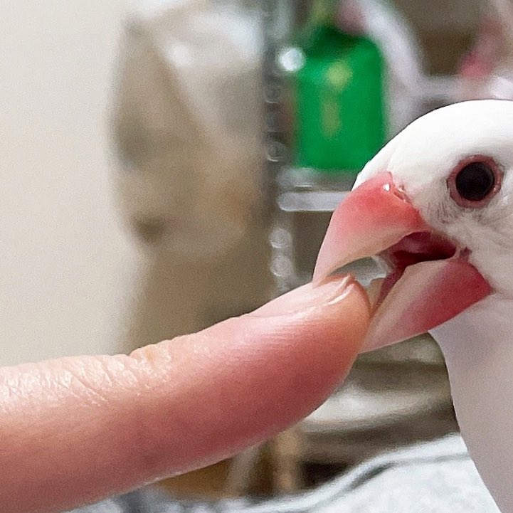 goma_shio_japan's tweet photo. 文鳥を手に乗せるとき指はこう👉なりがちですが、👉ってなった時に指を噛みにくる子がいたんですよ…笑 https://t.co/An8EPoCykr
