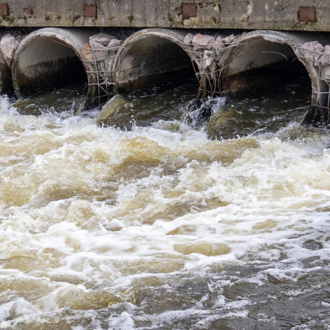 Did you know that the common cleaning products we use could be contributing to water pollution and harming marine life?

There's a brighter, greener path forward with our biodegradable cleaning products.

rsecoworld.com