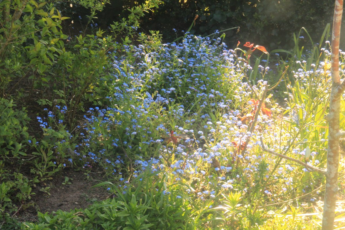 @DailyPicTheme2 Secret garden in the beautiful Fishpond Park #DailyPictureTheme #secret #flowers #blue #PantegPark #FishpondPark #Pontypool #Torfaen #Wales