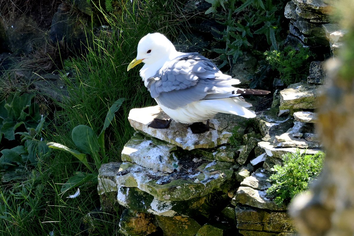Just love the black legs and feet of a Kittiwake.