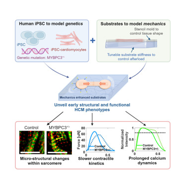 CEMB (@cemb_stc) on Twitter photo How does heart tissue react to stress? In the recent study led by <a href="/mimi_guo6/">Jingxuan Guo</a>, <a href="/NateHuebsch/">Nate Huebsch</a> Lab, iPSC-derived heart tissues reveal how different levels of stiffness can trigger structural and functional issues in hypertrophic cardiomyopathy. Read more here doi.org/10.1016/j.isci… How does heart tissue react to stress? In the recent study led by <a href="/mimi_guo6/">Jingxuan Guo</a>, <a href="/NateHuebsch/">Nate Huebsch</a> Lab, iPSC-derived heart tissues reveal how different levels of stiffness can trigger structural and functional issues in hypertrophic cardiomyopathy. Read more here doi.org/10.1016/j.isci…