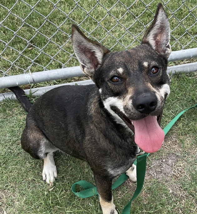 #AdoptMe #FosterMe 🐶 Astro ❤️#A367407 #CorpusChristi #Texas 2yo 48lbs HW- Husky Mix TBK 6/3 Friendly, social & playful. Enjoys playing w/other🐕s. Very fearful & anxious in his kennel but he's a happy doggie once out 🙏 #RescueMe📧ccacsrescues@cctexas.com 24petconnect.com/DetailsMain/CR…