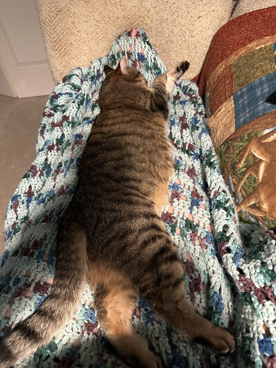 Laura_Exnot's tweet photo. @GSpellchecker COL (cat on lap) is the best/worst disease! https://t.co/PjgoJkjTZ1