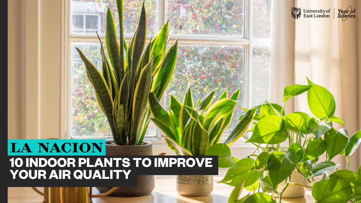 10 indoor plants to improve your air quality 🌱 Our researcher Dr Karina Corada Perez was featured in Argentinian news outlet, La Nacion, speaking about our air quality research. Read now 👉 lanacion.com.ar/revista-jardin… @UELSRI @LANACION