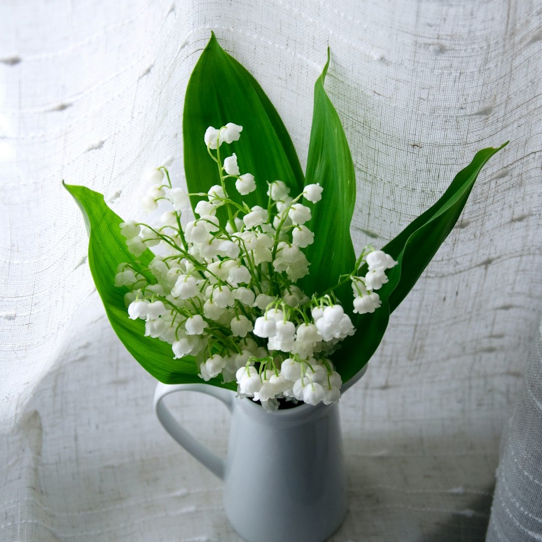 Happy May birthdays! 🌸 Did you know that the beautiful Lily of the Valley is your birth flower for this month?  🎉 #MayBirthdays #LilyoftheValley