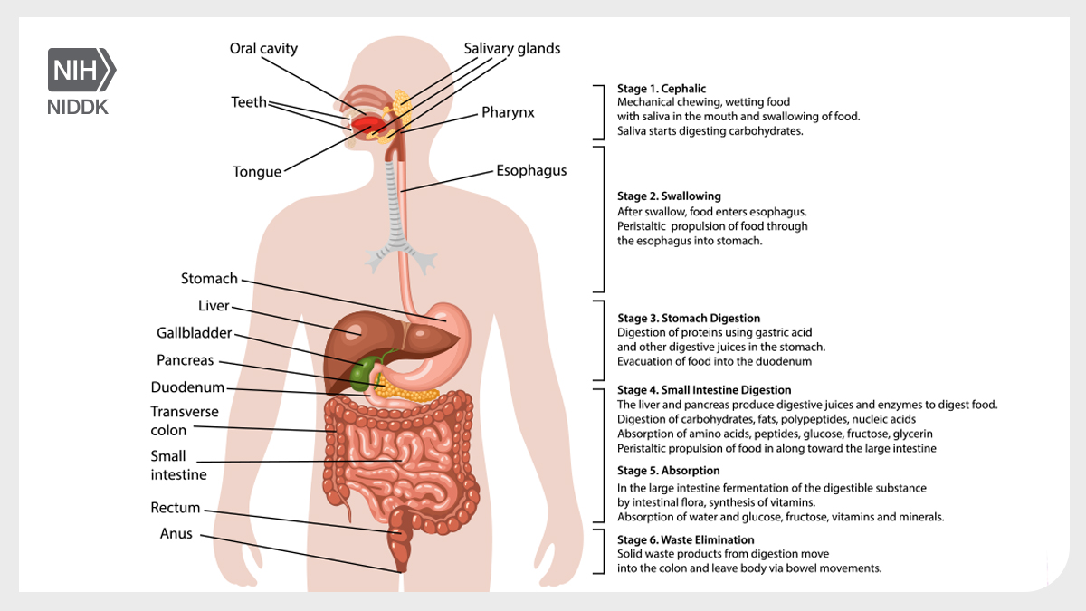 Today is #WorldDigestiveHealthDay! Do you know the stages of #digestion? Learn about the importance of digestion for proper #nutrition in the body: niddk.nih.gov/health-informa…