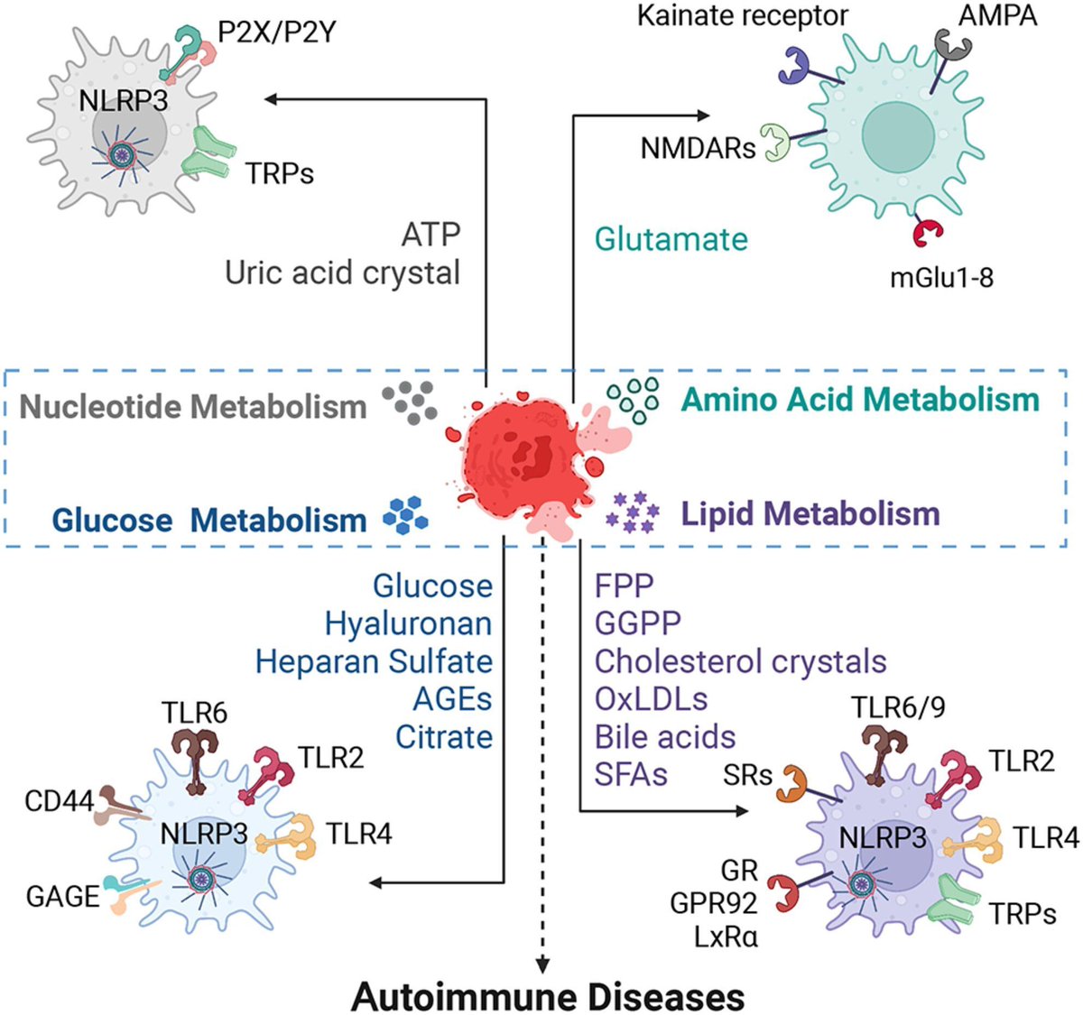 The FEBS Journal (@febsjournal) on Twitter photo 🌦️DAMP-ening the joy of #metabolism? The Liu lab <a href="/Tsinghua_Uni/">Tsinghua University</a> summarise the roles of metabolism-derived #DAMPs in immunological disease:
🌦️buff.ly/3QXIgFZ
#Immunology #TissueDamage #Inflammation 🌦️DAMP-ening the joy of #metabolism? The Liu lab <a href="/Tsinghua_Uni/">Tsinghua University</a> summarise the roles of metabolism-derived #DAMPs in immunological disease:
🌦️buff.ly/3QXIgFZ
#Immunology #TissueDamage #Inflammation