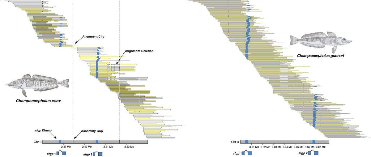 Out in MER! 𝐾𝑙𝑢𝑚𝑝𝑦: a new kmer-based tool by Gio Madrigal, @minhasbushra, & @jcatchen for evaluating and visualizing genome assemblies and sequence motifs using long-read sequencing data. @WileyEcolEvol @iBioIllinois Read More: buff.ly/3KiIIuq