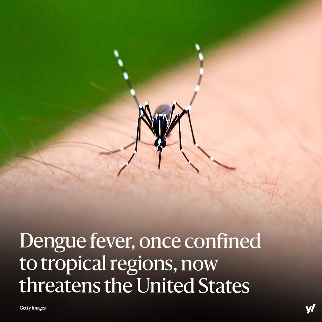 An unusually wet and warm summer season has created ideal conditions for mosquitoes that spread dengue to hatch and carry higher amounts of the virus. Experts warn this could be a preview of what dengue fever will look like in the future. yhoo.it/3UZwFY0