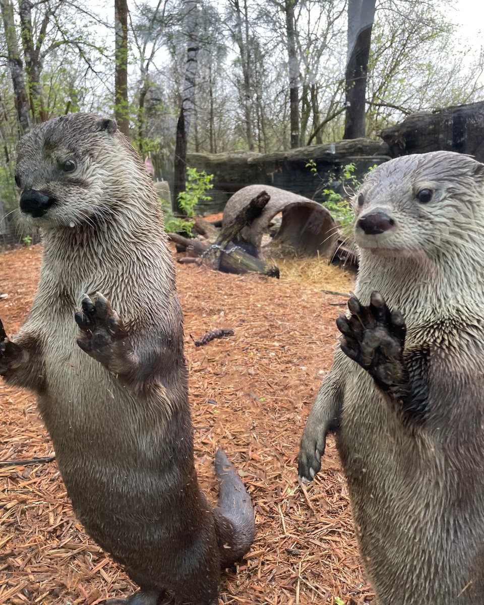 Today is #WorldOtterDay! The Cincinnati Zoo is home to two North American river otters, Sugar and Wesley! Otters have a nictitating membrane that protects the eye and allows the otter to see when swimming underwater. They work like goggles. ow.ly/sv7O50RYV0r