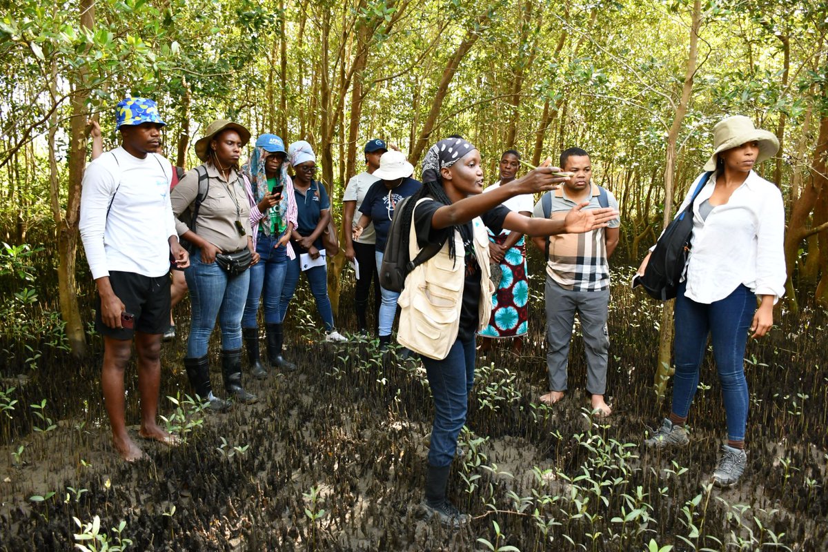 Wetlands International Eastern Africa (@wetlandsintea) on Twitter photo Site assessment with policy makers, CSO & academia at Muntanhana in Incomati Estuary, Maputo Bay at ongoing Community-Based Ecological Mangrove Restoration (CBEMR) training facilitated by <a href="/MangrovesNow/">Save Our Mangroves Now!</a> and <a href="/MangroveProject/">Mangrove Action Project</a>. Learnt ecology, hydrology, social issues, and more Site assessment with policy makers, CSO & academia at Muntanhana in Incomati Estuary, Maputo Bay at ongoing Community-Based Ecological Mangrove Restoration (CBEMR) training facilitated by <a href="/MangrovesNow/">Save Our Mangroves Now!</a> and <a href="/MangroveProject/">Mangrove Action Project</a>. Learnt ecology, hydrology, social issues, and more
