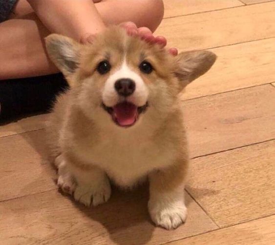 dogs so cute that could save the world (@dogssaveworld) on Twitter photo 