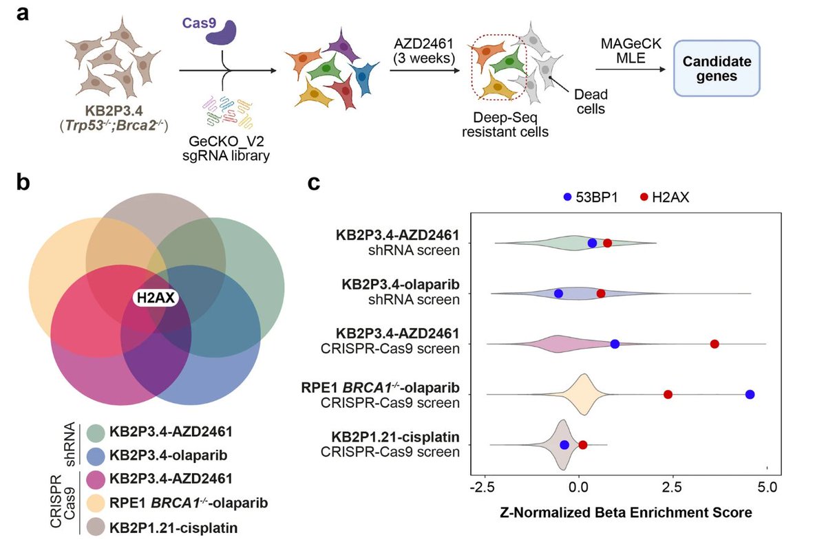 The Netherlands Cancer Institute (@nki_nl) on Twitter photo Out now: H2AX promotes replication fork degradation and chemosensitivity in BRCA-deficient tumours by <a href="/RottenbergSven/">Sven Rottenberg</a> in <a href="/NatureComms/">Nature Communications</a> #publicationoftheweek ➡️ bit.ly/4aFsiXK Out now: H2AX promotes replication fork degradation and chemosensitivity in BRCA-deficient tumours by <a href="/RottenbergSven/">Sven Rottenberg</a> in <a href="/NatureComms/">Nature Communications</a> #publicationoftheweek ➡️ bit.ly/4aFsiXK