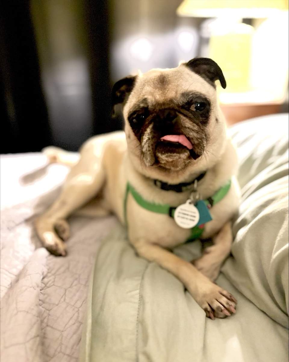 Hey there! I’m Carlos, a 6-year-old male pug packed with personality and a dash of mischief. I love following you around and trying to please you with my sweet, funny antics. Ready for a lovable, quirky, pug-tastic addition to your life? I’m your guy! austinpugrescue.com/adoption-appli…