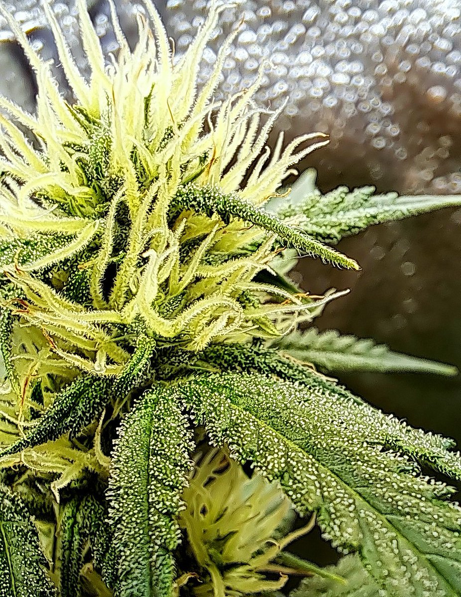 First trichomes. 🤗

#firstgrow