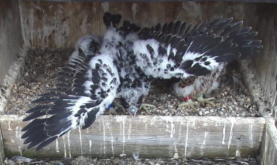 Meng Wings! cp #ROC #peregrine #falcon