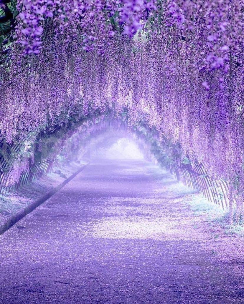 Wisteria Tunnel in 
Japan