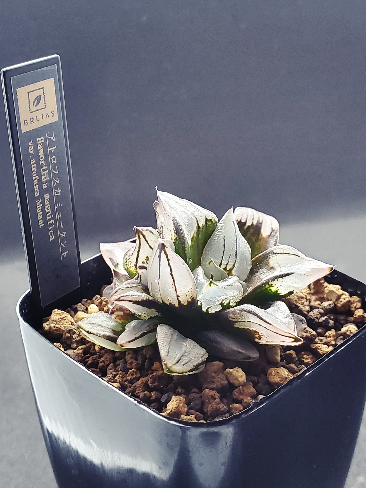 Amazon｜多肉植物 観葉植物 ハオルチア ハオルシア アトロフスカ