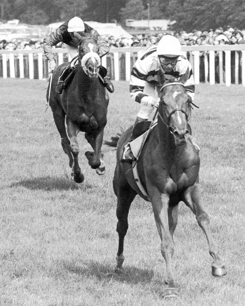 A toast to excellence! Lester Piggott, a racing icon, boasts 9 Derby wins, 30 British Classics, & 11 Gold Cups at Ascot. From a lineage steeped in racing, his talent emerged at 10. By '93, he notched 116 wins at #RoyalAscot. Enjoy our cherished photos from his career.