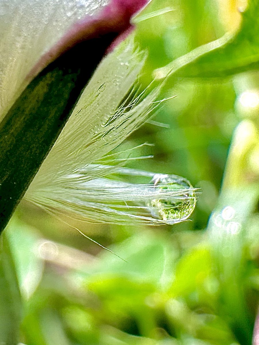 Don’t worry little due drop… I’ll hold you near and keep you safe!✨ #GardenersWorld #MacroWednesday