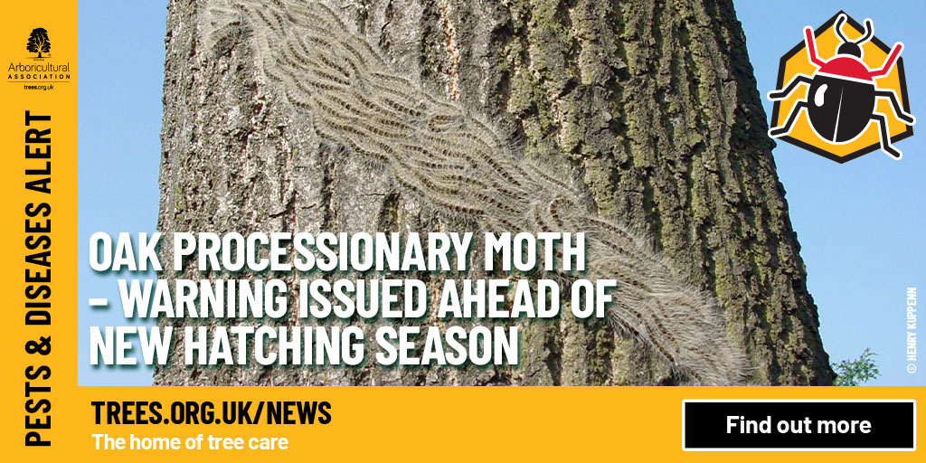 ⚠️ Oak processionary moth – warning issued ahead of new hatching season The public are today (Wednesday 29th May) being urged to be vigilant for any sightings of oak processionary moth caterpillars, a tree pest which can strip oak trees of their foliage and leave them