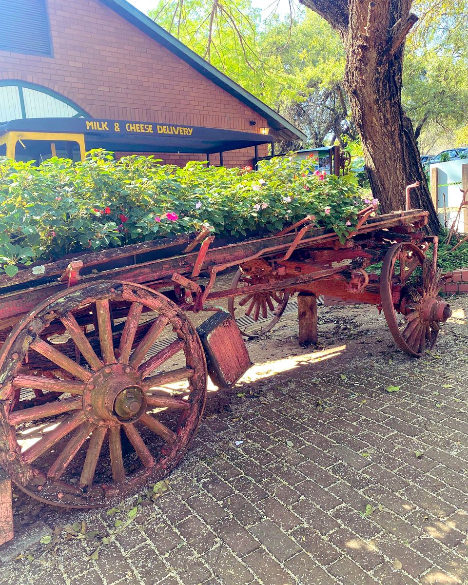 #old #oxwagon at a cheese factory.