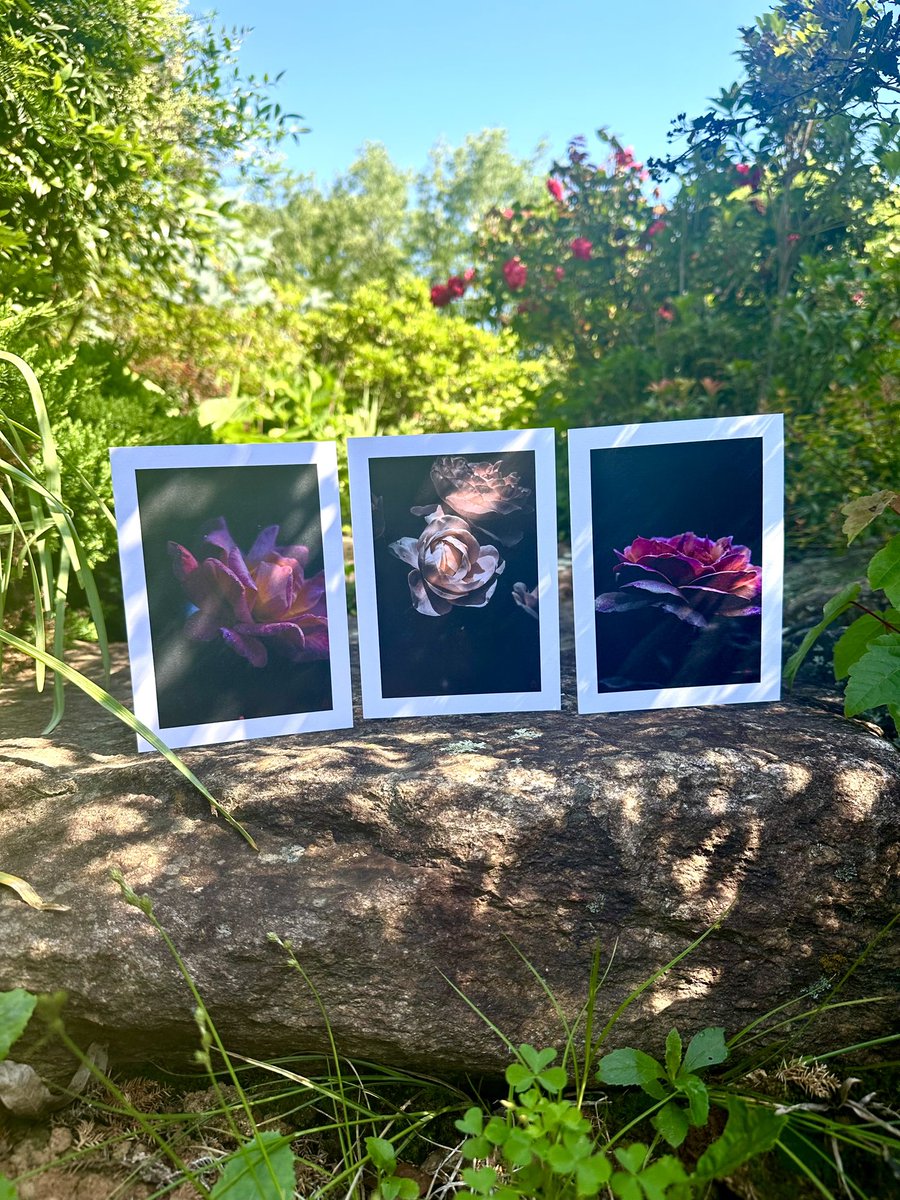 Added another card trio. Added 10 sets of this Soft Rose Trio to the store. Shipped with pre-made wax seal stamps.