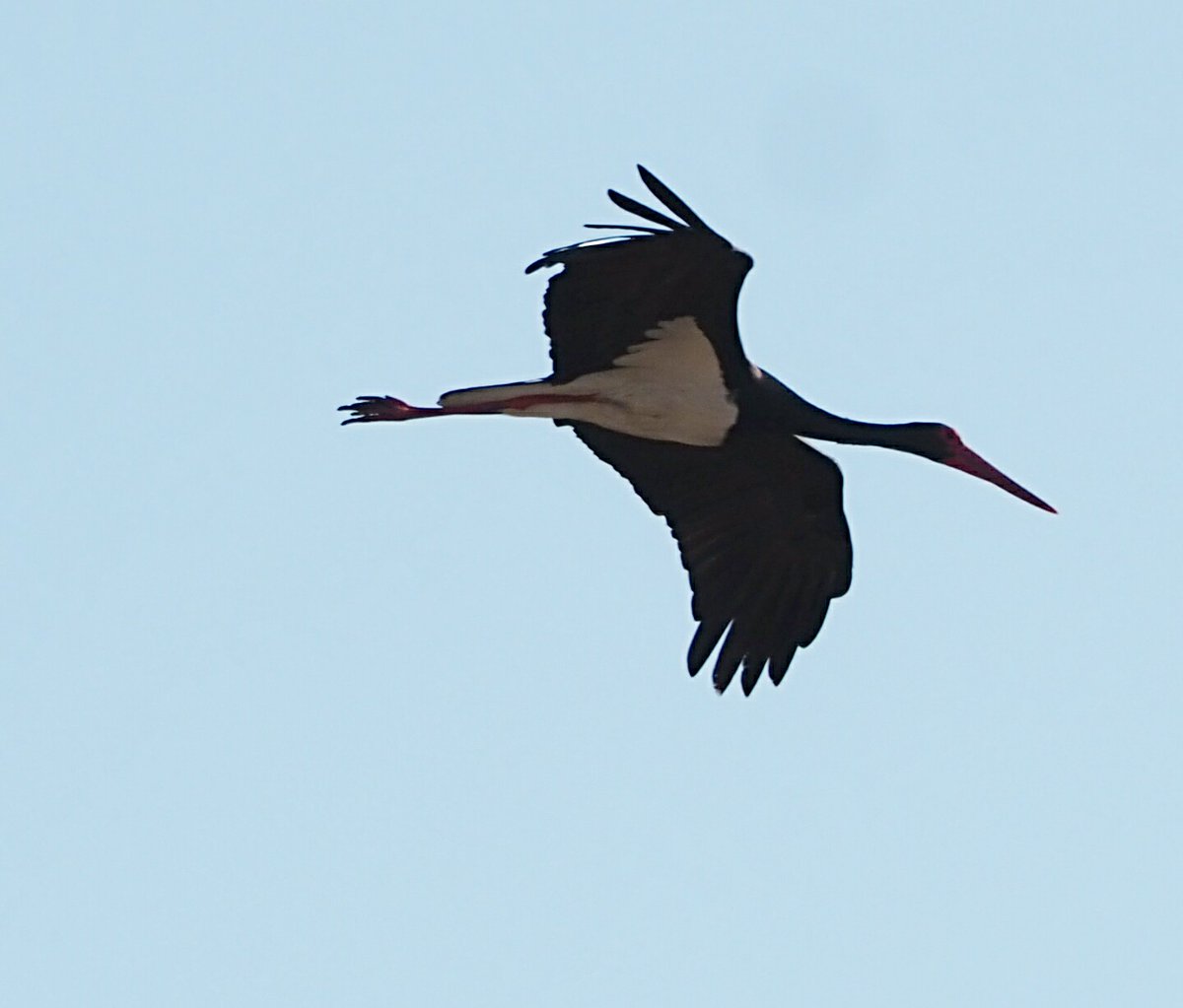 Black headed bunting. Black stork. Little Ringed Plover Skalla kalloni Lesvos