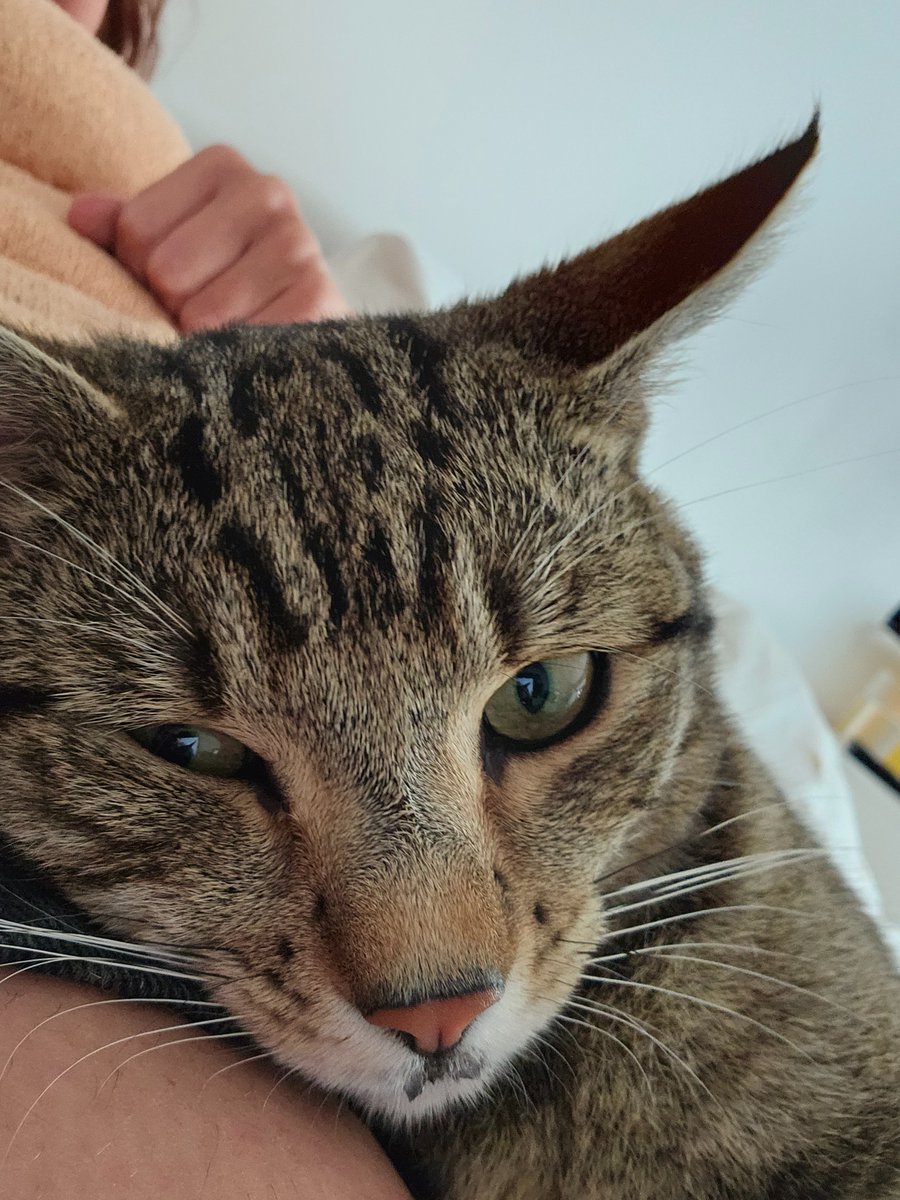 This is my cat Biscuit 

#nationalbiscuitday