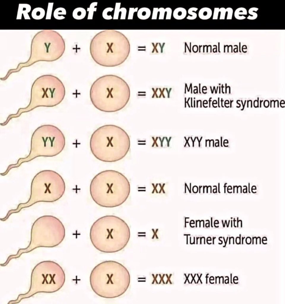 Role of Chromosomes