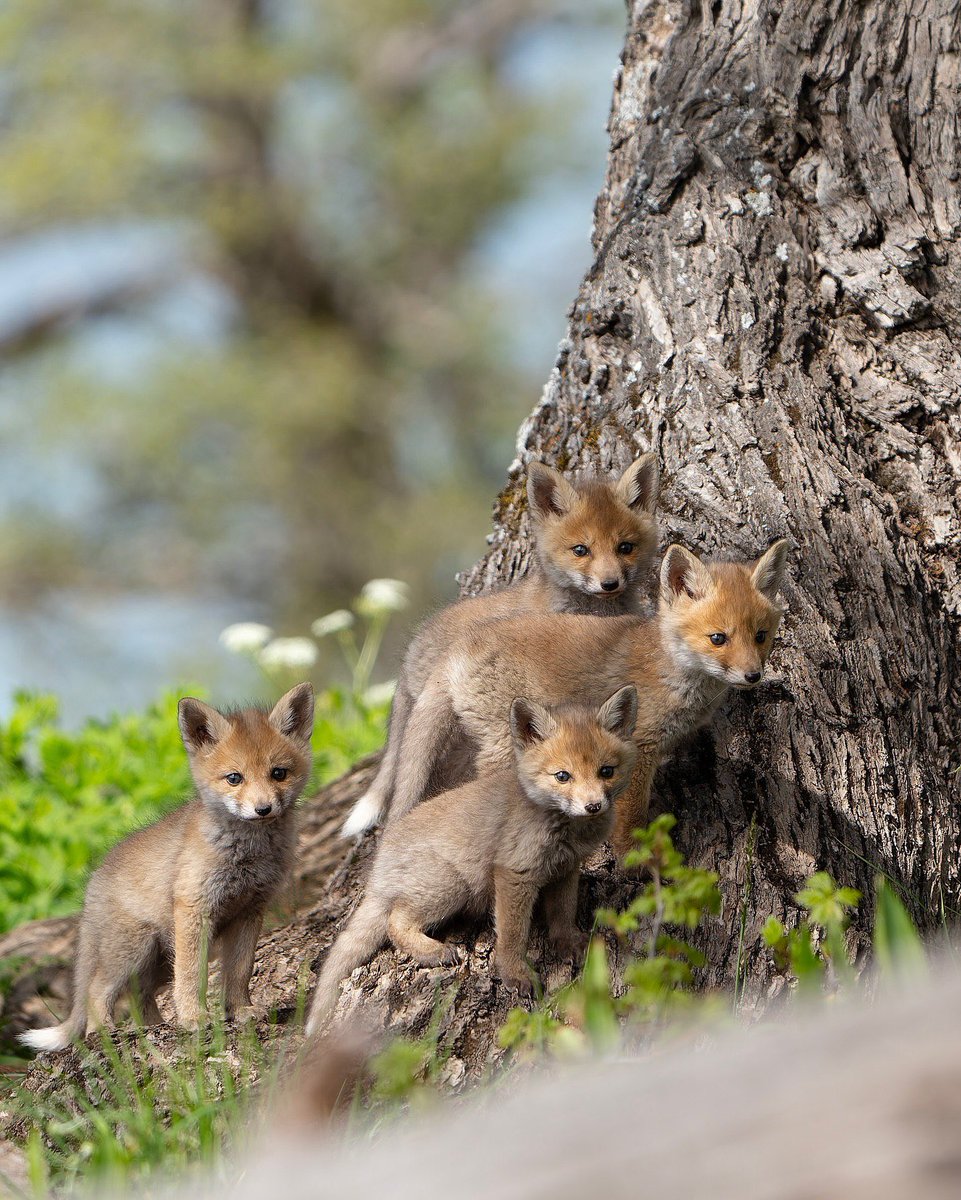 توله‌روباه‌های معمولیِ زیبا🦊

عکس از جعفر پناه‌پور