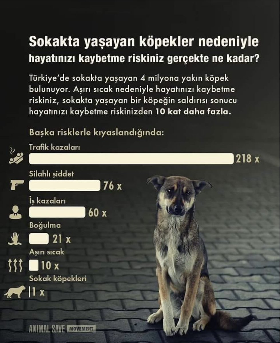 Sokakta yaşayan köpekler nedeniyle hayatınızı kaybetme riskiniz: