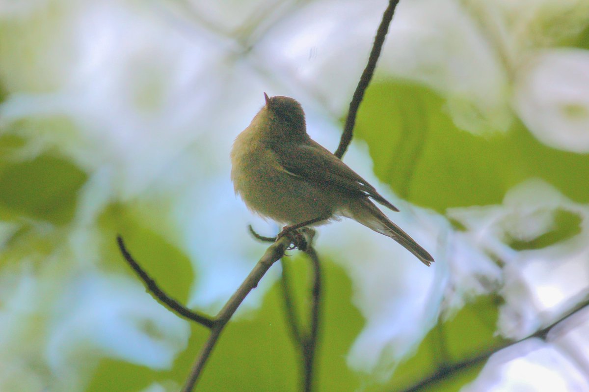 Willow warbler parents with new fledglings, Botton @teesbirds1 @WhitbyNats