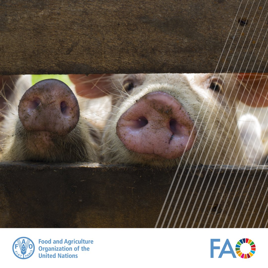 African swine fever is a highly contagious disease that infects both domestic and wild pigs. To combat its spread, @FAO and the Indonesian national authorities are supporting smallholder pig farmers with biosecurity interventions.

Learn more at bit.ly/43ZiJ4l

#ECTAD