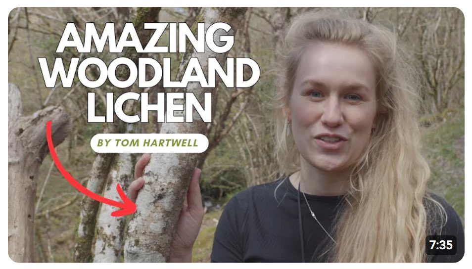 Was great to team up with @woodlandscouk and @TomHartwellFilm to produce a short #lichen series in one of my favourite woodlands on #Dartmoor (#Devon). Full video can be watched here: youtu.be/YnyxpY8V-GI?si…