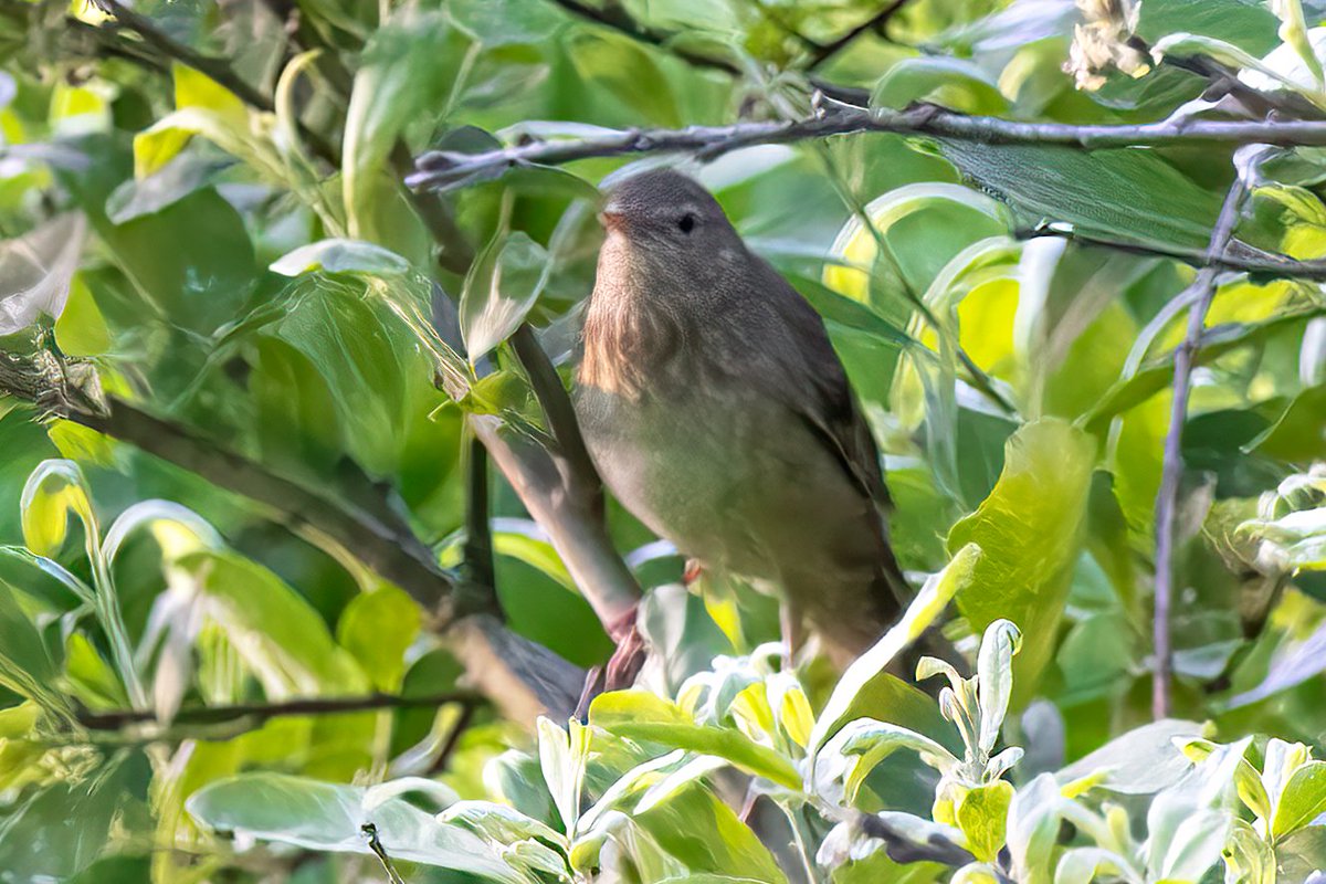 Parque Nacional de Białowieża, Polonia
instagram.com/delfingonfer/
facebook.com/profile.php?id…
birdingicaro.com/es/inicio#sect…

#buscarlaunicolor
#locustellafluviatilis
#riverwarbler
#bialowieza
#birdsofpoland
#migraciondeaves
#pajaros
#fotografiadenatureza
#canonr5
#canonrf100500mm
#birding