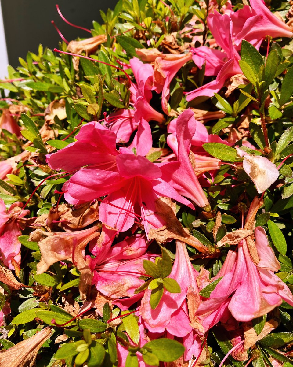 Admiring the azaleas while feeling their delicate beauty soothes my soul. 

For HSPs, connecting with nature’s gentle side is essential. 🌸✨

#azalea #tsutsuji #delicate #HSP #flowers #soothing #refreshing #naturalhealing #nature #flowerlife #sensitiveperson #gardening #flower