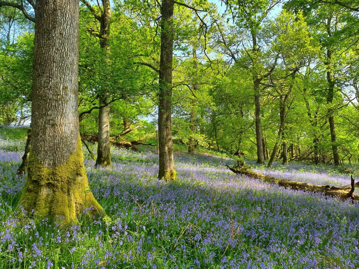 Have you managed to see the Inchcailloch bluebells in all their glory this year? If you missed it, here's one of our favourite pictures of this year's spectacular scene. lochlomond-trossachs.org/things-to-see/…