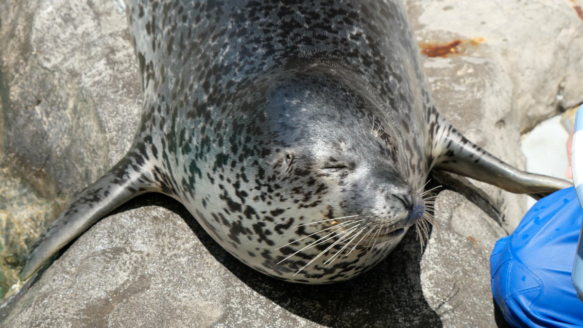 2024.05.25
男鹿水族館GAO

「ﾀﾎﾞはﾀﾎﾞなの、ﾀﾎﾞなのだ！」