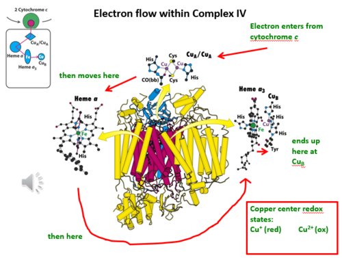 How Red Light makes ATP in mitochondria 
(Why sunrise is so important)

Step 1: The cytochrome c oxidase (CCO) enzyme absorbs red light photons

Step 2: Red light photons excite the Cu and heme groups (heme a and heme a3) within the CCO enzyme in subunits I and II.

Step 3: This