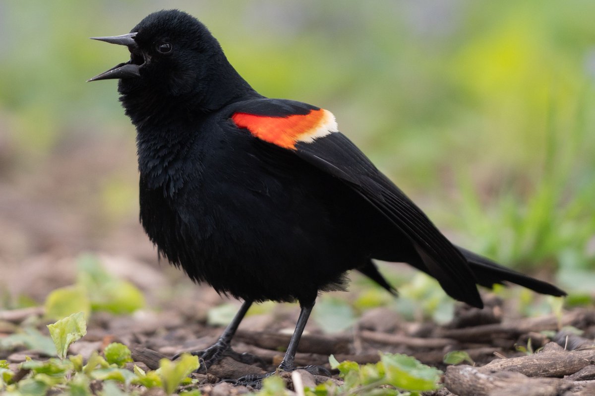 Watch out, Chicago: The divebombing red-winged blackbirds are back! buff.ly/3VlewWb
